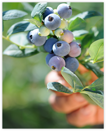 Our-Story-Blueberry