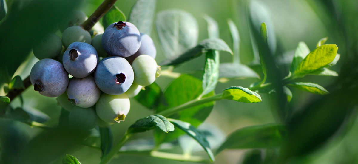 worldwide-year-round-blueberries